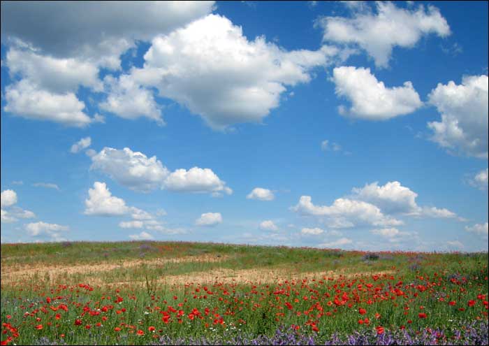 foto: niebo, ląka, kwiaty