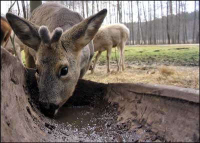 foto: jeleń, Park Dzikich Zwierząt, Kadzidłowo na Mazurach