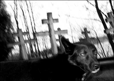 foto: pies, cmentarz, Mazury, Wojnowo