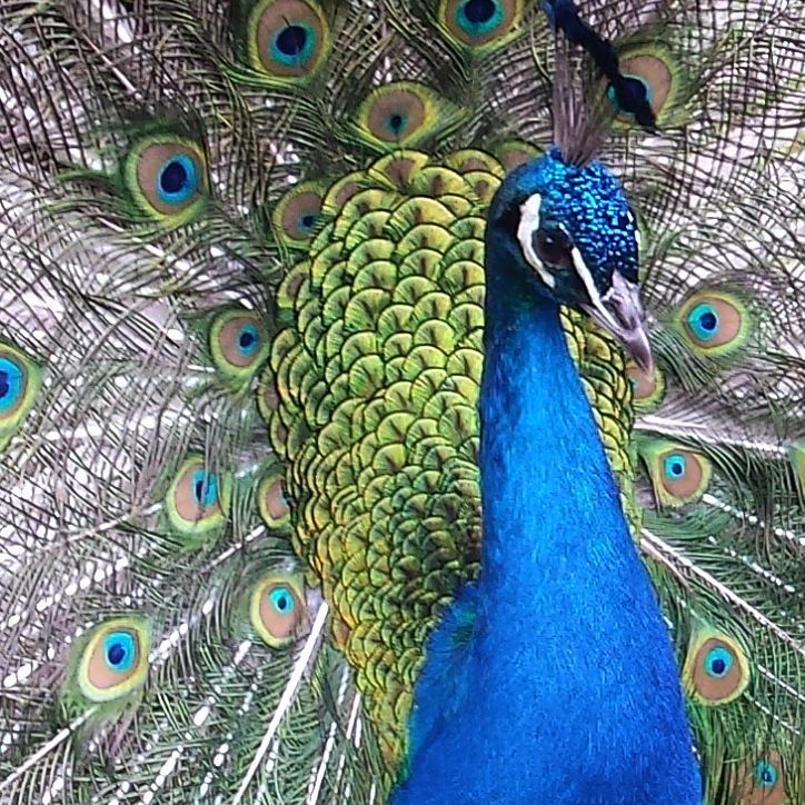 #paw #minizoo #jantar #mierzeja #mierzejawislana #peacock #peacocks