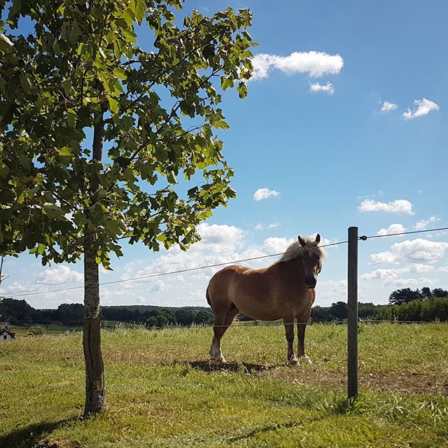 #koń i #łąka #ueulalii #zyzdrojowypiecek #mazury #horse #masuria #blue #heaven #polska #poland